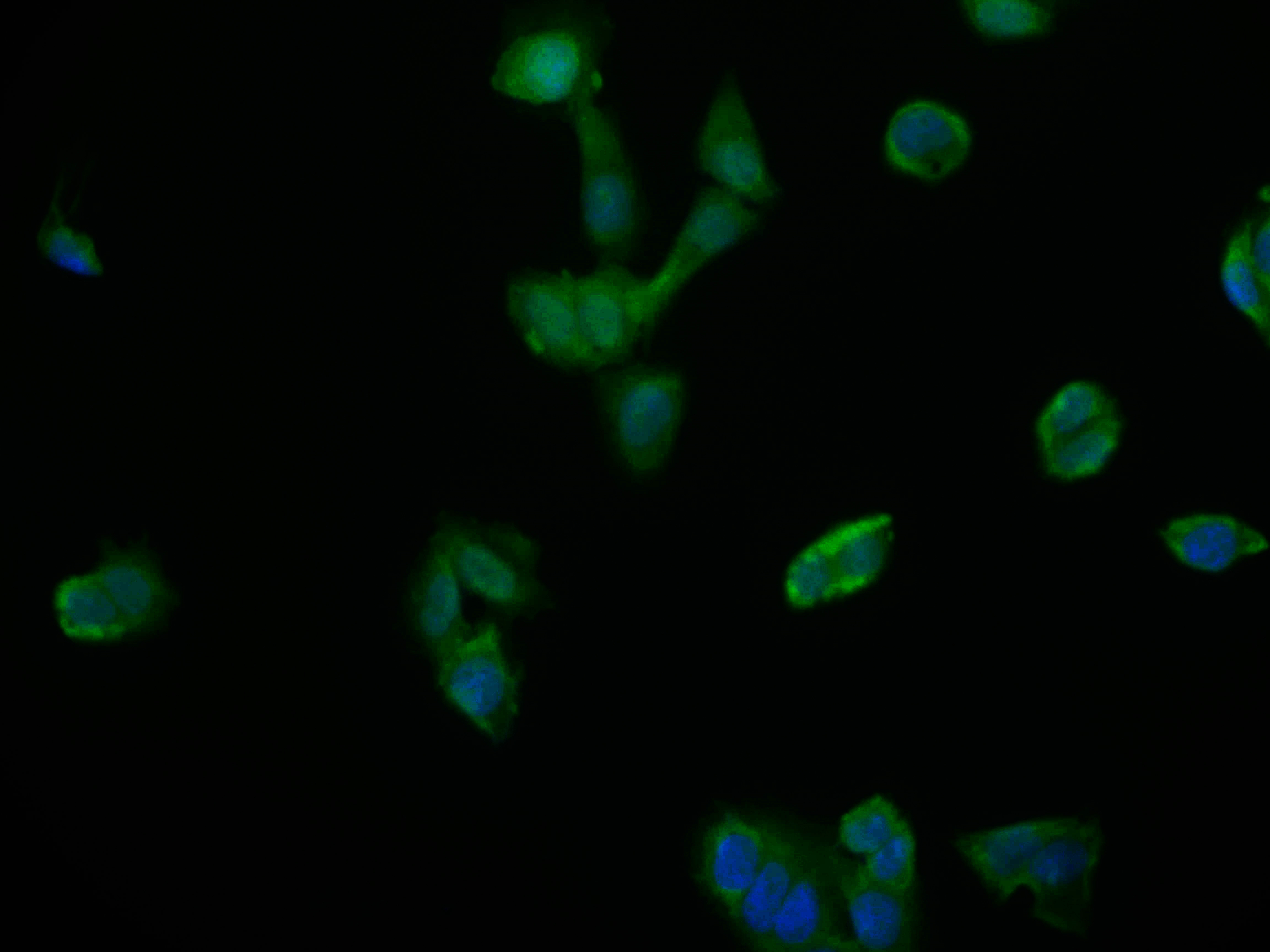 Immunocytochemistry/ Immunofluorescence - Anti-NTH1 antibody [22H10] (AB314192), expandable thumbnail