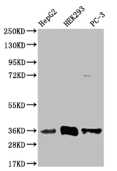 Western blot - Anti-NTH1 antibody [22H10] (AB314192)
