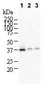 Western blot - Anti-NTH1 antibody [2660C1a] (AB70726)
