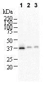Western blot - Anti-NTH1 antibody [2660C1a] (AB70726)