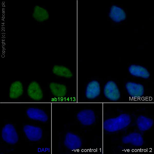Immunocytochemistry/ Immunofluorescence - Anti-NTH1 antibody [EPR15930] (AB191413)