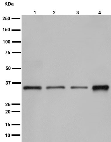 Western blot - Anti-NTH1 antibody [EPR15930] (AB191413)