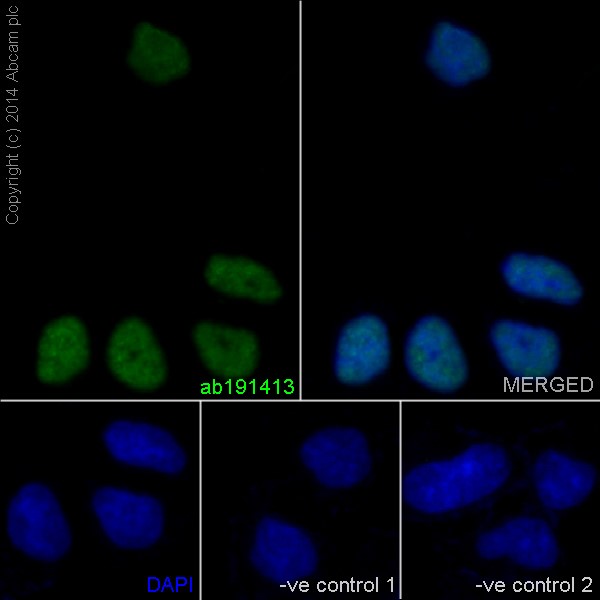 Immunocytochemistry/ Immunofluorescence - Anti-NTH1 antibody [EPR15930] - BSA and Azide free (AB236143)