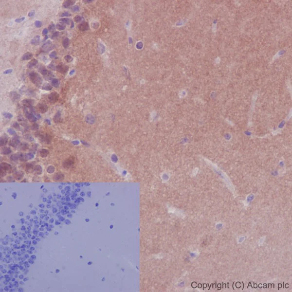 Immunohistochemistry (Formalin/PFA-fixed paraffin-embedded sections) - Anti-NTH1 antibody [EPR15930] - BSA and Azide free (AB236143)
