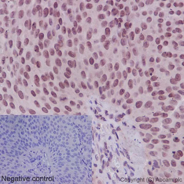 Immunohistochemistry (Formalin/PFA-fixed paraffin-embedded sections) - Anti-NTH1 antibody [EPR15930] - BSA and Azide free (AB236143)