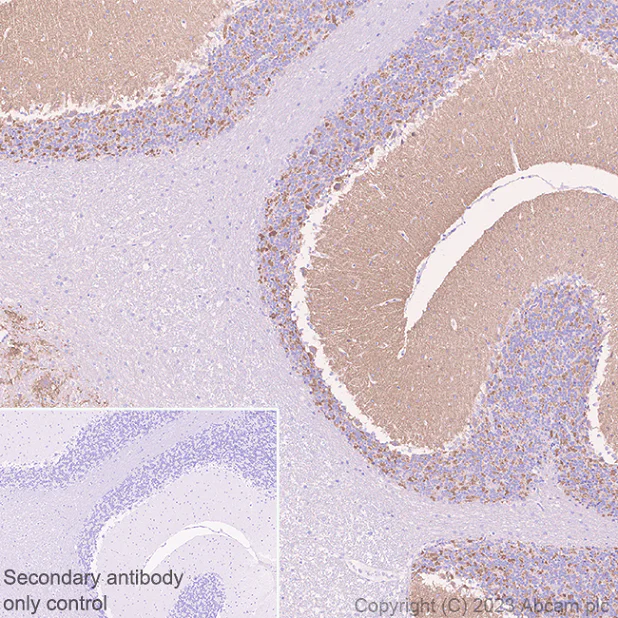 Immunohistochemistry (Formalin/PFA-fixed paraffin-embedded sections) - Anti-NTT4 antibody [EPR28520-13] (AB313747)