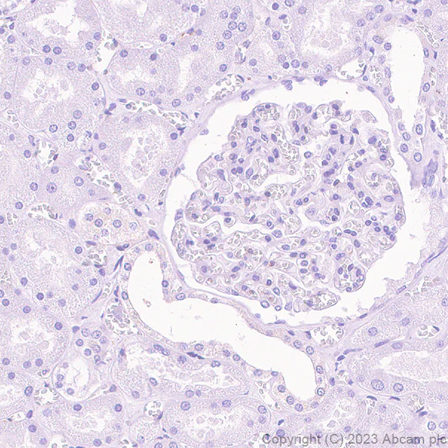 Immunohistochemistry (Formalin/PFA-fixed paraffin-embedded sections) - Anti-NTT4 antibody [EPR28520-13] (AB313747)