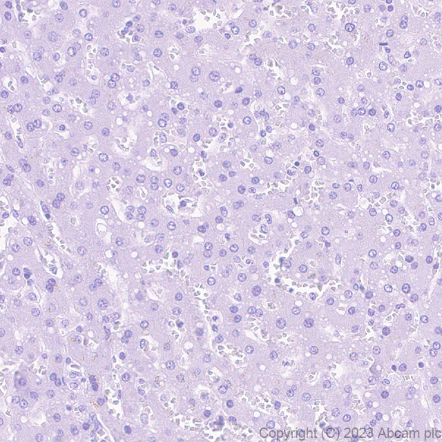 Immunohistochemistry (Formalin/PFA-fixed paraffin-embedded sections) - Anti-NTT4 antibody [EPR28520-13] (AB313747)