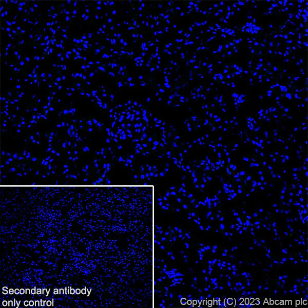 Immunohistochemistry (Frozen sections) - Anti-NTT4 antibody [EPR28520-13] (AB313747)