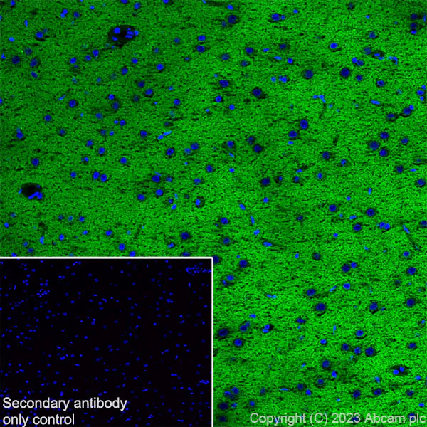 Immunohistochemistry (Frozen sections) - Anti-NTT4 antibody [EPR28520-13] (AB313747)