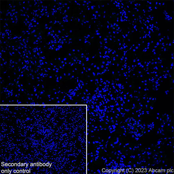 Immunohistochemistry (Frozen sections) - Anti-NTT4 antibody [EPR28520-13] (AB313747)