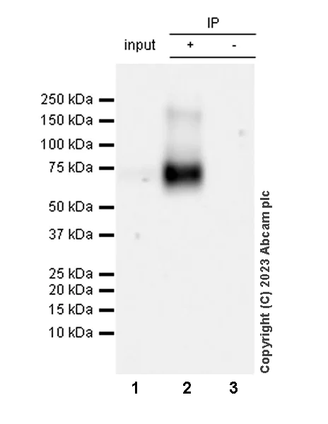 Immunoprecipitation - Anti-NTT4 antibody [EPR28520-13] (AB313747)
