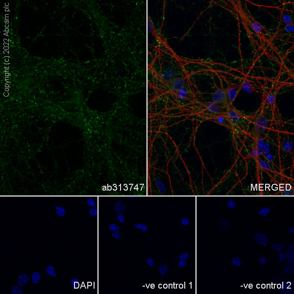 Immunocytochemistry/ Immunofluorescence - Anti-NTT4 antibody [EPR28520-13] - BSA and Azide free (AB313748), expandable thumbnail