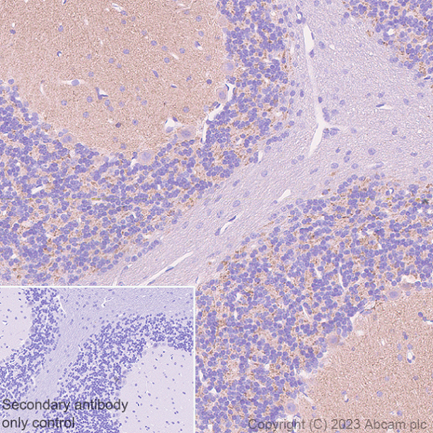 Immunohistochemistry (Formalin/PFA-fixed paraffin-embedded sections) - Anti-NTT4 antibody [EPR28520-13] - BSA and Azide free (ab313748), expandable thumbnail