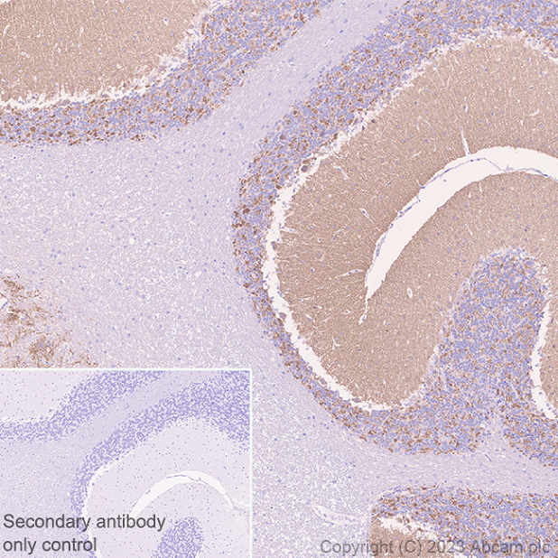 Immunohistochemistry (Formalin/PFA-fixed paraffin-embedded sections) - Anti-NTT4 antibody [EPR28520-13] - BSA and Azide free (ab313748), expandable thumbnail
