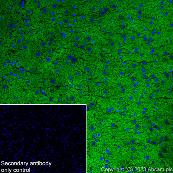 Immunohistochemistry (Frozen sections) - Anti-NTT4 antibody [EPR28520-13] - BSA and Azide free (AB313748), expandable thumbnail