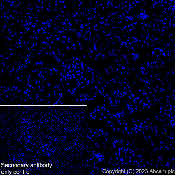 Immunohistochemistry (Frozen sections) - Anti-NTT4 antibody [EPR28520-13] - BSA and Azide free (AB313748), expandable thumbnail