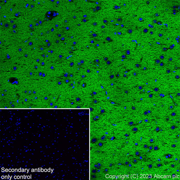 Immunohistochemistry (Frozen sections) - Anti-NTT4 antibody [EPR28520-13] - BSA and Azide free (AB313748), expandable thumbnail