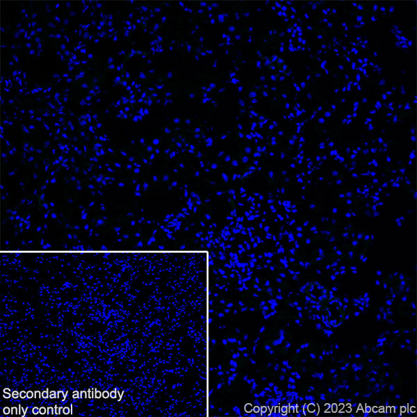 Immunohistochemistry (Frozen sections) - Anti-NTT4 antibody [EPR28520-13] - BSA and Azide free (AB313748), expandable thumbnail