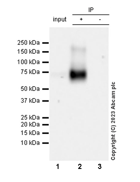 Immunoprecipitation - Anti-NTT4 antibody [EPR28520-13] - BSA and Azide free (ab313748), expandable thumbnail