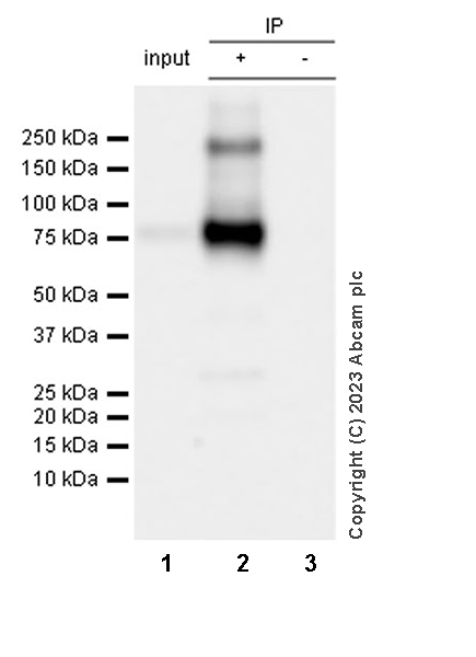 Immunoprecipitation - Anti-NTT4 antibody [EPR28520-13] - BSA and Azide free (ab313748), expandable thumbnail