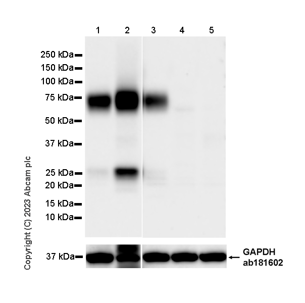Western blot - Anti-NTT4 antibody [EPR28520-13] - BSA and Azide free (ab313748), expandable thumbnail