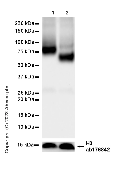Western blot - Anti-NTT4 antibody [EPR28520-13] - BSA and Azide free (ab313748), expandable thumbnail
