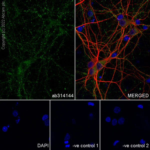 Immunocytochemistry/ Immunofluorescence - Anti-NTT4 antibody [EPR28520-77] - BSA and Azide free (AB314145)