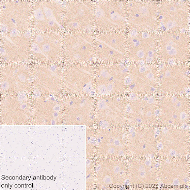 Immunohistochemistry (Formalin/PFA-fixed paraffin-embedded sections) - Anti-NTT4 antibody [EPR28520-77] - BSA and Azide free (AB314145)
