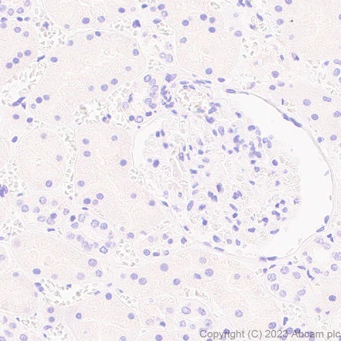 Immunohistochemistry (Formalin/PFA-fixed paraffin-embedded sections) - Anti-NTT4 antibody [EPR28520-77] - BSA and Azide free (AB314145)