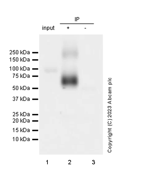 Immunoprecipitation - Anti-NTT4 antibody [EPR28520-77] - BSA and Azide free (AB314145)