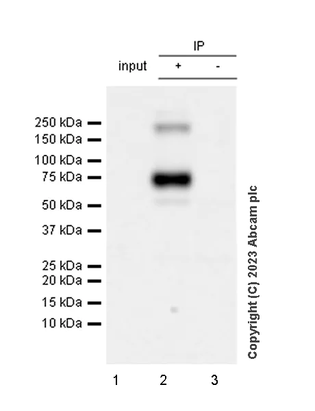 Immunoprecipitation - Anti-NTT4 antibody [EPR28520-77] - BSA and Azide free (AB314145)