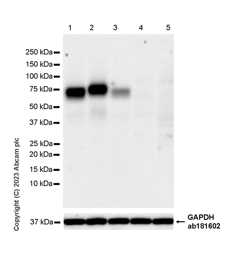 Western blot - Anti-NTT4 antibody [EPR28520-77] - BSA and Azide free (AB314145)