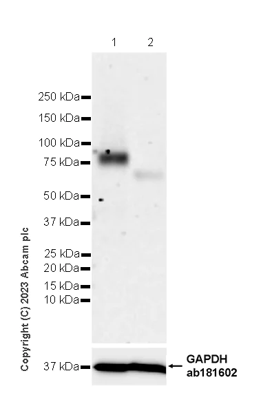 Western blot - Anti-NTT4 antibody [EPR28520-77] - BSA and Azide free (AB314145)
