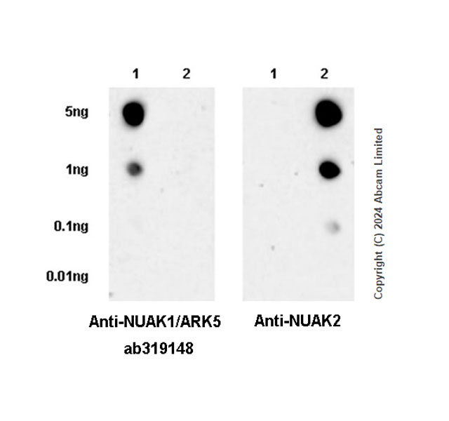 Dot Blot - Anti-NUAK1/ARK5 antibody [EPR28626-53] (AB319148), expandable thumbnail