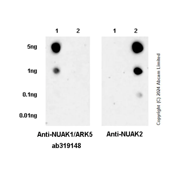 Dot Blot - Anti-NUAK1/ARK5 antibody [EPR28626-53] - BSA and Azide free (AB319149)
