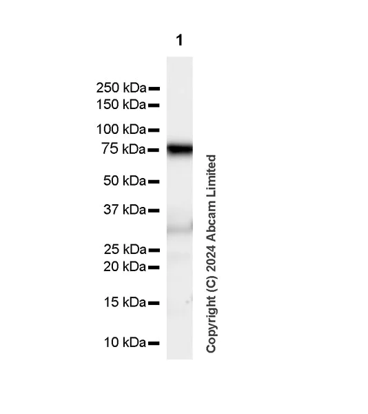 Western blot - Anti-NUAK1/ARK5 antibody [EPR28626-53] - BSA and Azide free (AB319149)