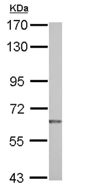 Western blot - Anti-NUAK2 antibody (AB126048)