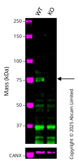 Western blot - Anti-NUAK2 antibody [EPR28627-717] (AB322265)