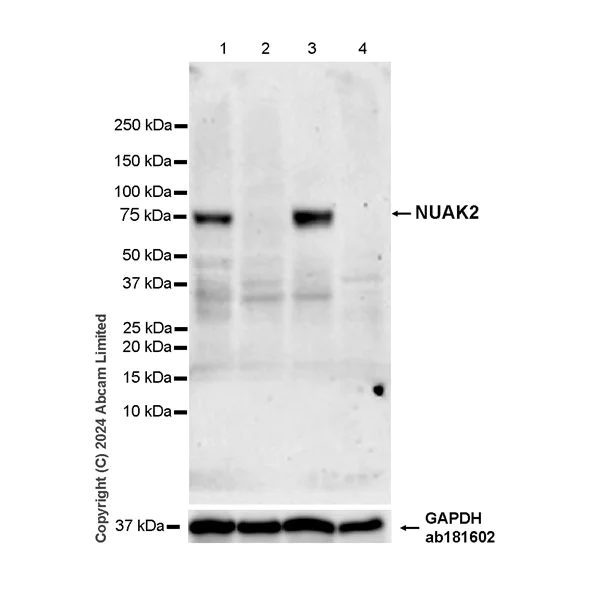 Western blot - Anti-NUAK2 antibody [EPR28627-717] - BSA and Azide free (AB324800)