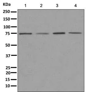 Western blot - Anti-NUB1 antibody [EPR10716] (AB171077)
