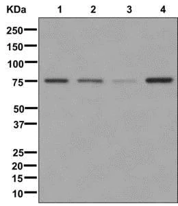 Western blot - Anti-NUB1 antibody [EPR10717] - BSA and Azide free (AB250040)