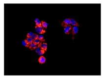 Immunocytochemistry/ Immunofluorescence - Anti-NUBPL antibody [EPR11833] (AB171741)
