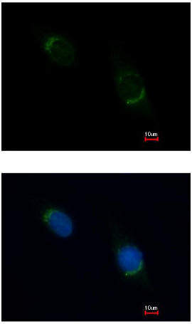 Immunocytochemistry/ Immunofluorescence - Anti-NUCB1 antibody (AB154262), expandable thumbnail