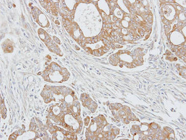 Immunohistochemistry (Formalin/PFA-fixed paraffin-embedded sections) - Anti-NUCB1 antibody (AB154262), expandable thumbnail