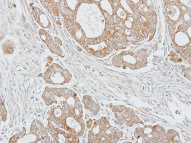 Immunohistochemistry (Formalin/PFA-fixed paraffin-embedded sections) - Anti-NUCB1 antibody (AB154262)