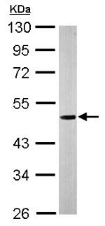Western blot - Anti-NUCB1 antibody (AB154262), expandable thumbnail