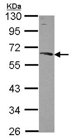 Western blot - Anti-NUCB1 antibody (AB154262), expandable thumbnail