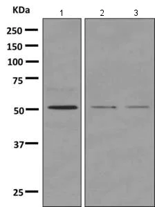 Western blot - Anti-NUCB1 antibody [EPR7953] (AB151705)