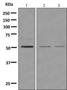 Western blot - Anti-NUCB1 antibody [EPR7953] - BSA and Azide free (AB249026), expandable thumbnail